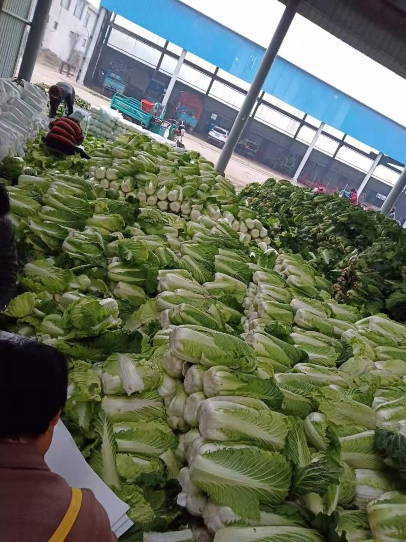 滕州北京三号白菜供应中质量好价格便宜，上货快