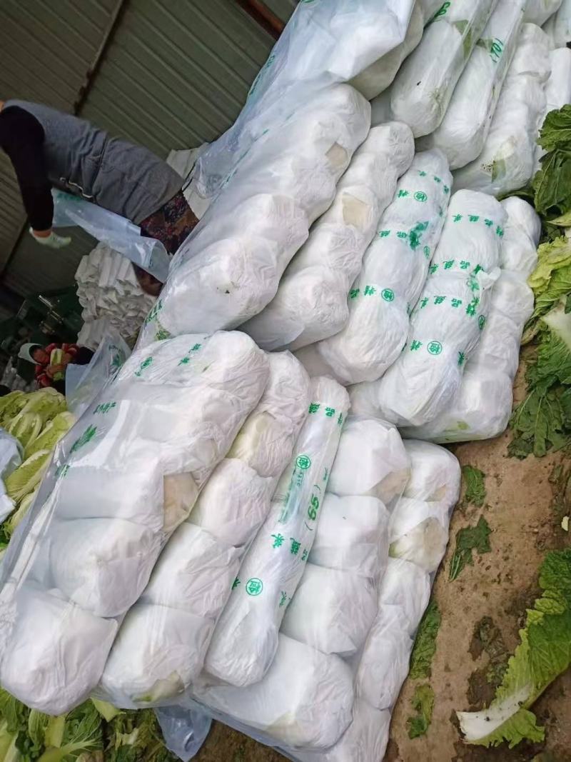 滕州北京三号白菜供应中质量好价格便宜，上货快