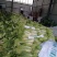 滕州北京三号白菜供应中质量好价格便宜，上货快