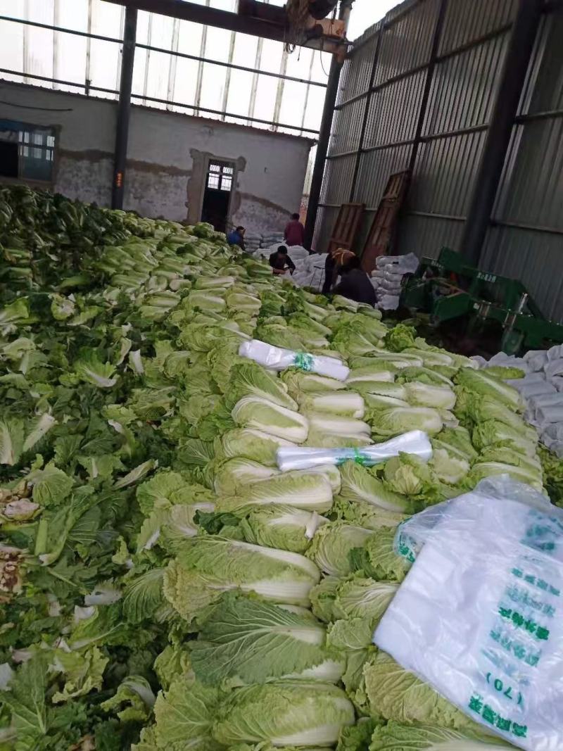 滕州北京三号白菜供应中质量好价格便宜，上货快