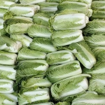 滕州北京三号白菜供应中质量好价格便宜，上货快