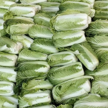 滕州北京三号白菜供应中质量好价格便宜，上货快