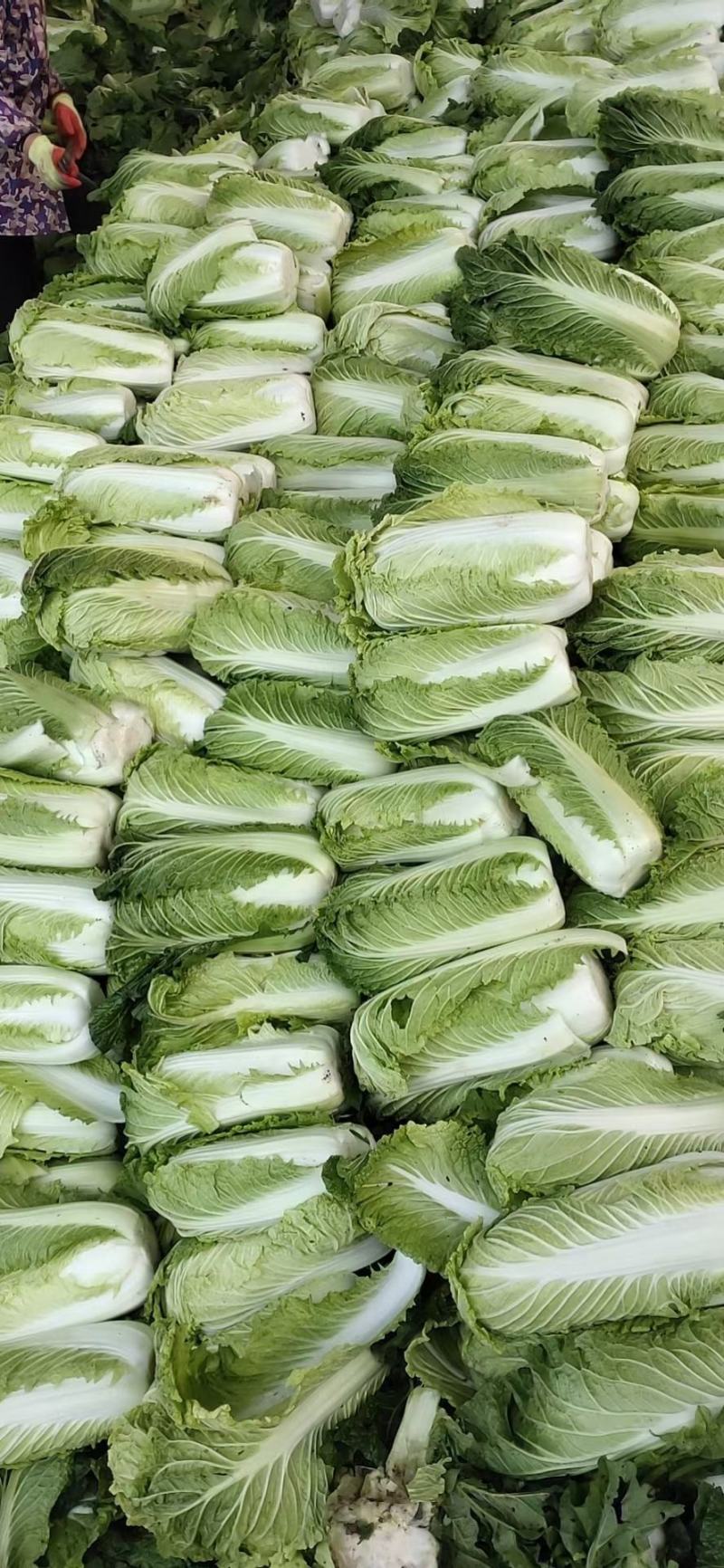 滕州北京三号白菜供应中质量好价格便宜，上货快