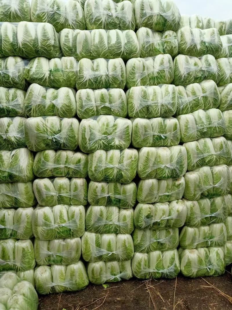 滕州北京三号白菜供应中质量好价格便宜，上货快