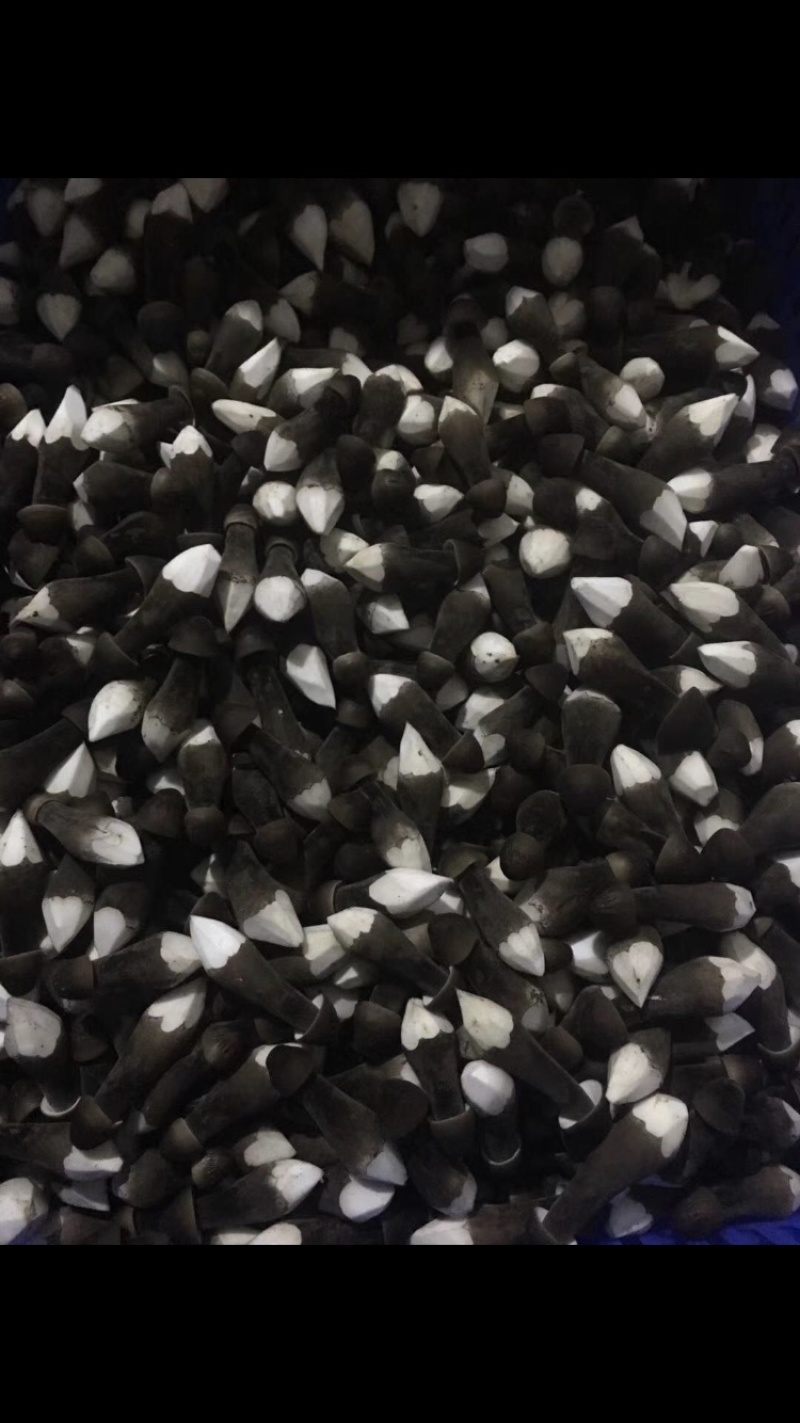 韶关新鲜食用菌黑皮鸡枞菌