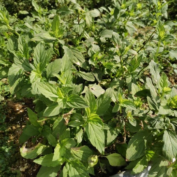灵香草（香灵草）自产自销云南产地直销干货