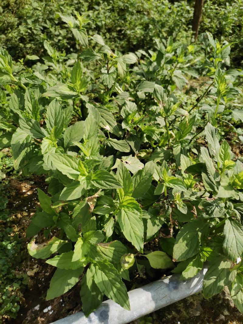 灵香草（香灵草）自产自销云南产地直销干货
