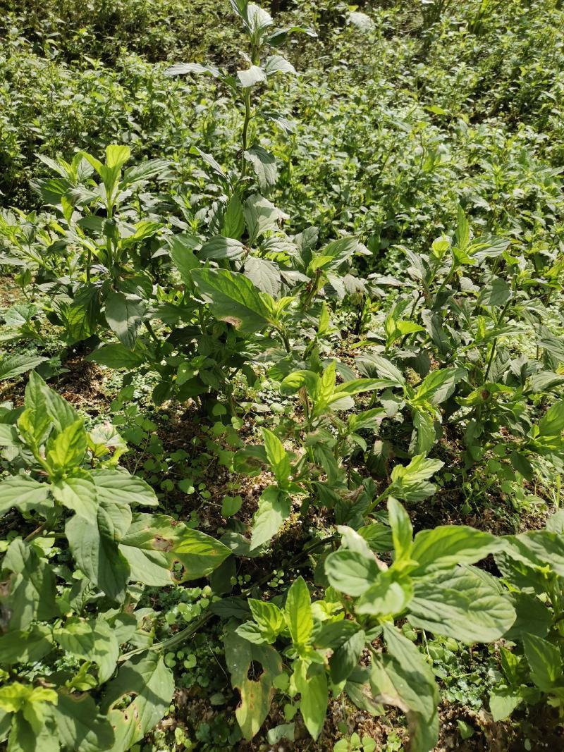 灵香草（香灵草）自产自销云南产地直销干货