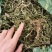 灵香草（香灵草）自产自销云南产地直销干货