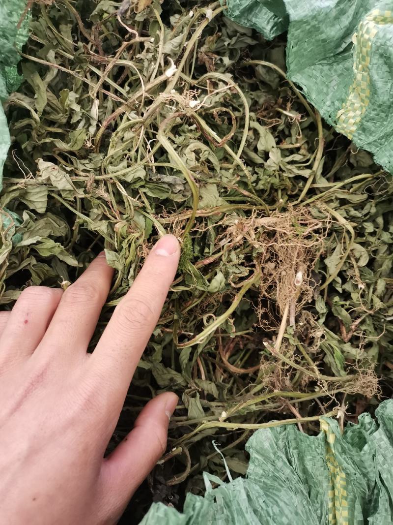 灵香草（香灵草）自产自销云南产地直销干货