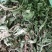 灵香草（香灵草）自产自销云南产地直销干货