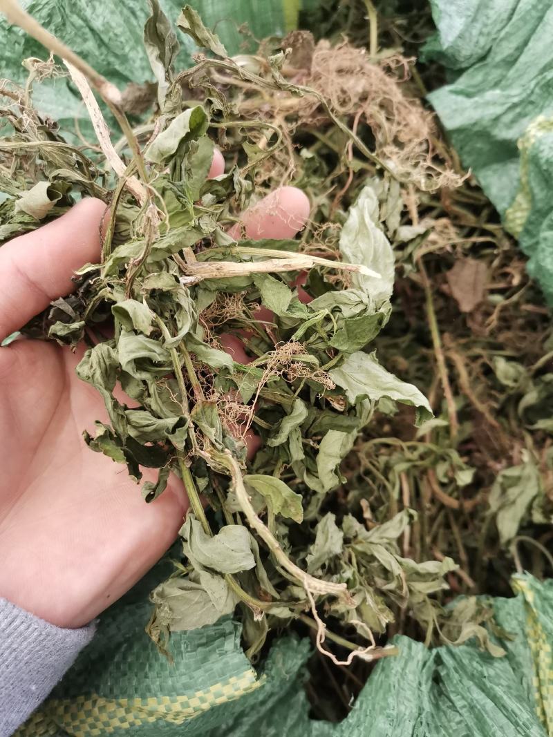 灵香草（香灵草）自产自销云南产地直销干货