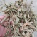 灵香草（香灵草）自产自销云南产地直销干货