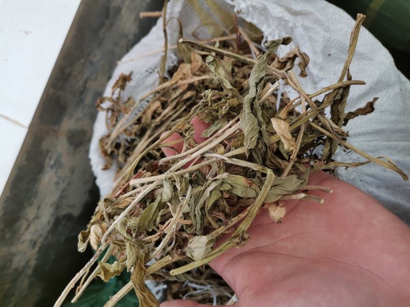 灵香草（香灵草）自产自销云南产地直销干货