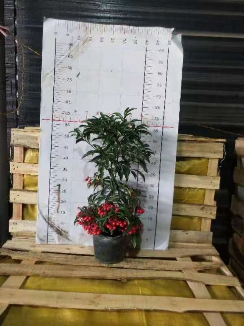 茶梅苗/茶花苗/茶花苗/茶梅苗/全国发货包邮