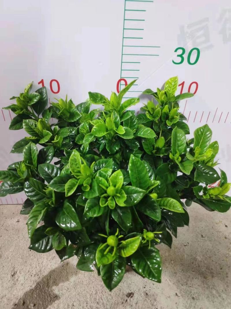 茶梅苗/茶花苗/茶花苗/茶梅苗/全国发货包邮