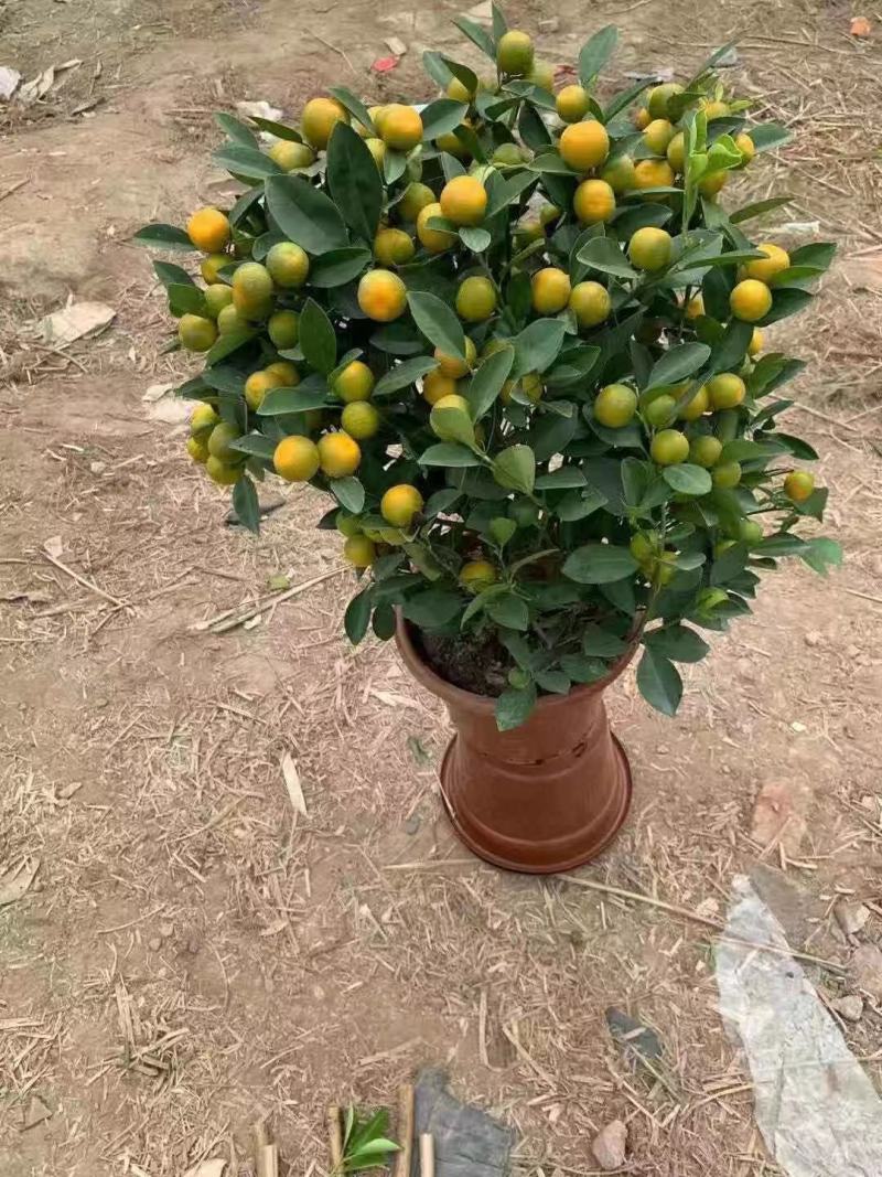 茶梅苗/茶花苗/茶花苗/茶梅苗/全国发货包邮