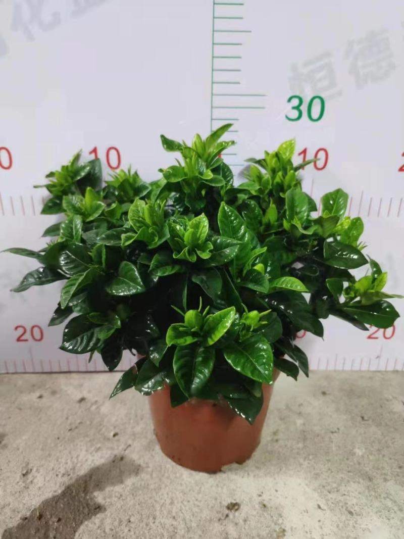 茶梅苗/茶花苗/茶花苗/茶梅苗/全国发货包邮