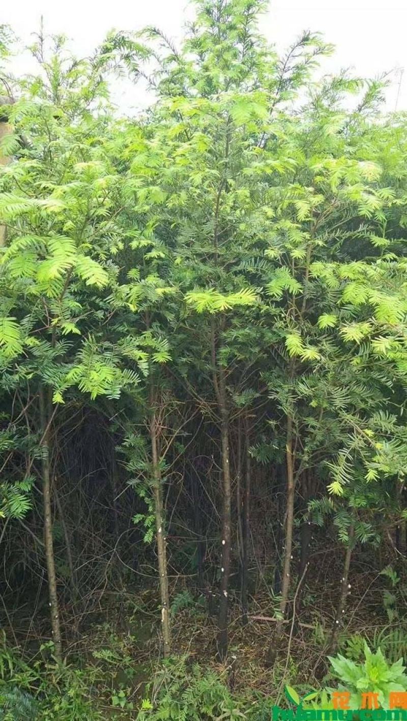 红豆杉，南方红豆杉苗