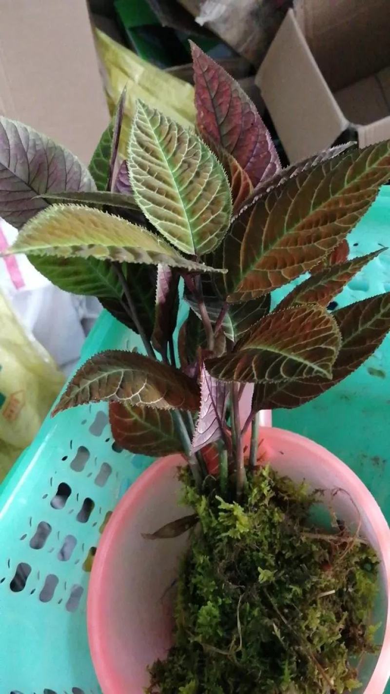 走马胎，全种子培育小苗。包技术指导种植。高度8公分高起。