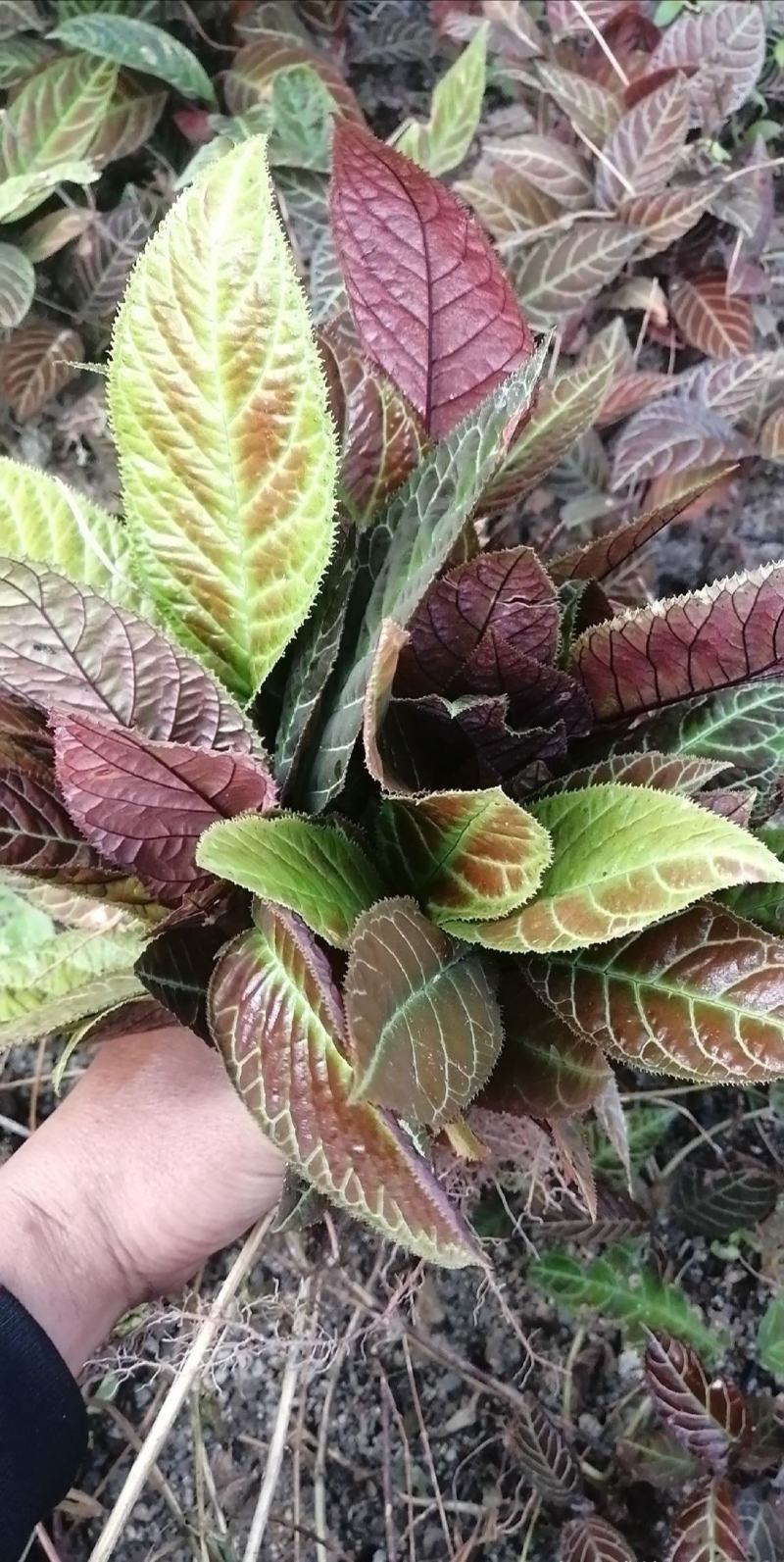 走马胎，全种子培育小苗。包技术指导种植。高度8公分高起。