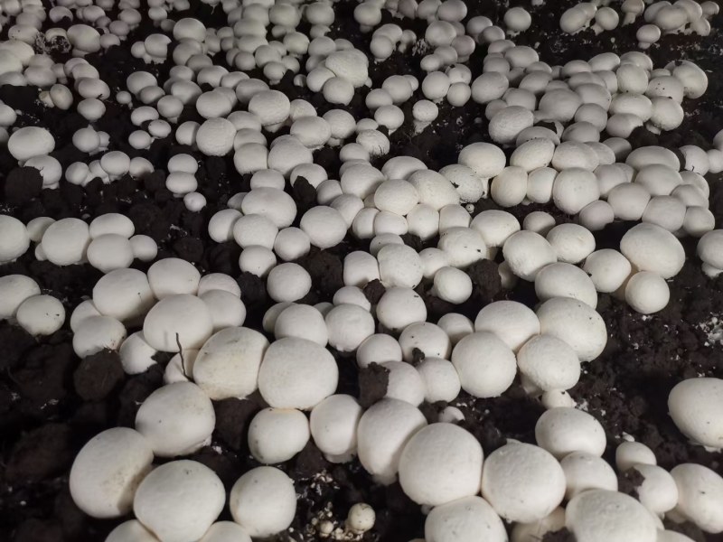 甘肃现代丝路寒农副产品双孢菇种植基地工厂批发量大优惠