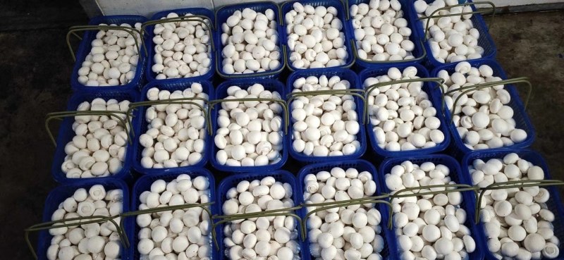 甘肃现代丝路寒农副产品双孢菇种植基地工厂批发量大优惠