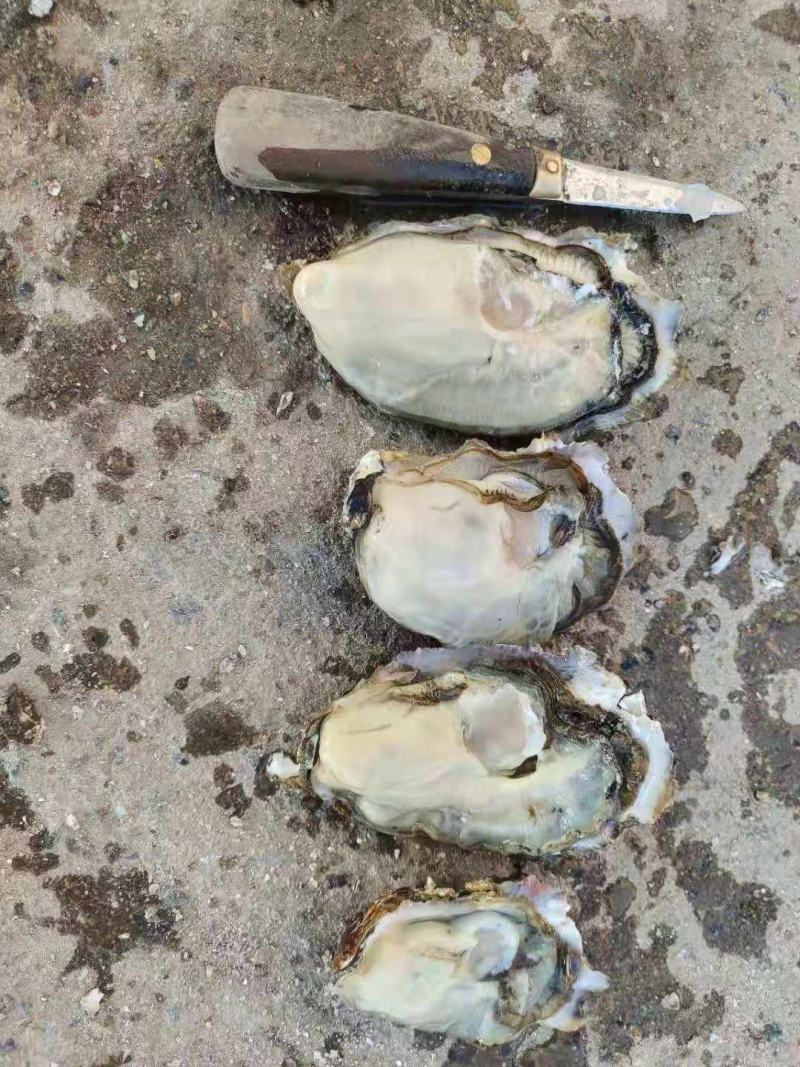 大连蚝黄蚝薄壳肥度8成以上全规格出货优先