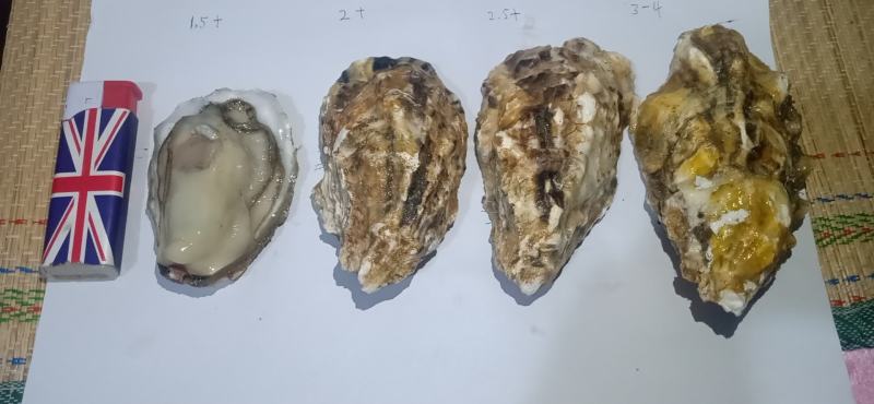 大连蚝黄蚝薄壳肥度8成以上全规格出货优先