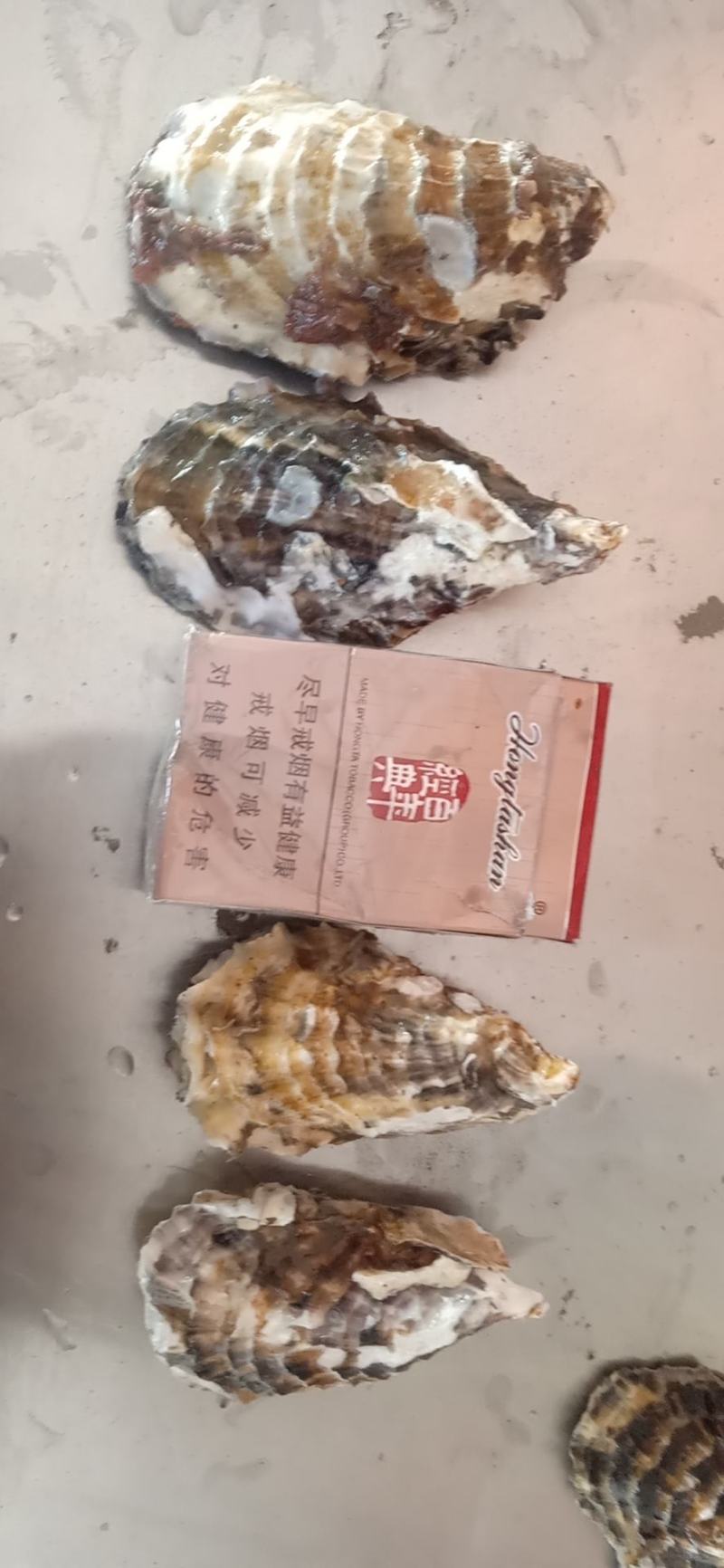 大连蚝黄蚝薄壳肥度8成以上全规格出货优先
