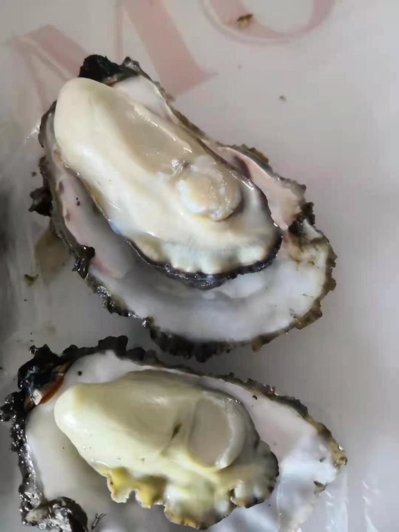 大连蚝黄蚝薄壳肥度8成以上全规格出货优先
