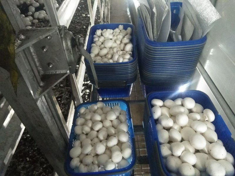 白净肥厚的双孢菇，规模大产量高，每天都有新鲜货，现摘现采