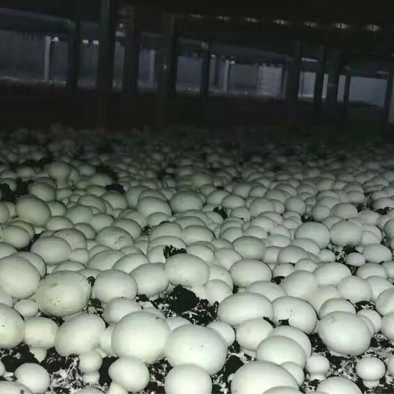 双孢菇货量足欢迎老板们采购