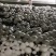 双孢菇货量足欢迎老板们采购