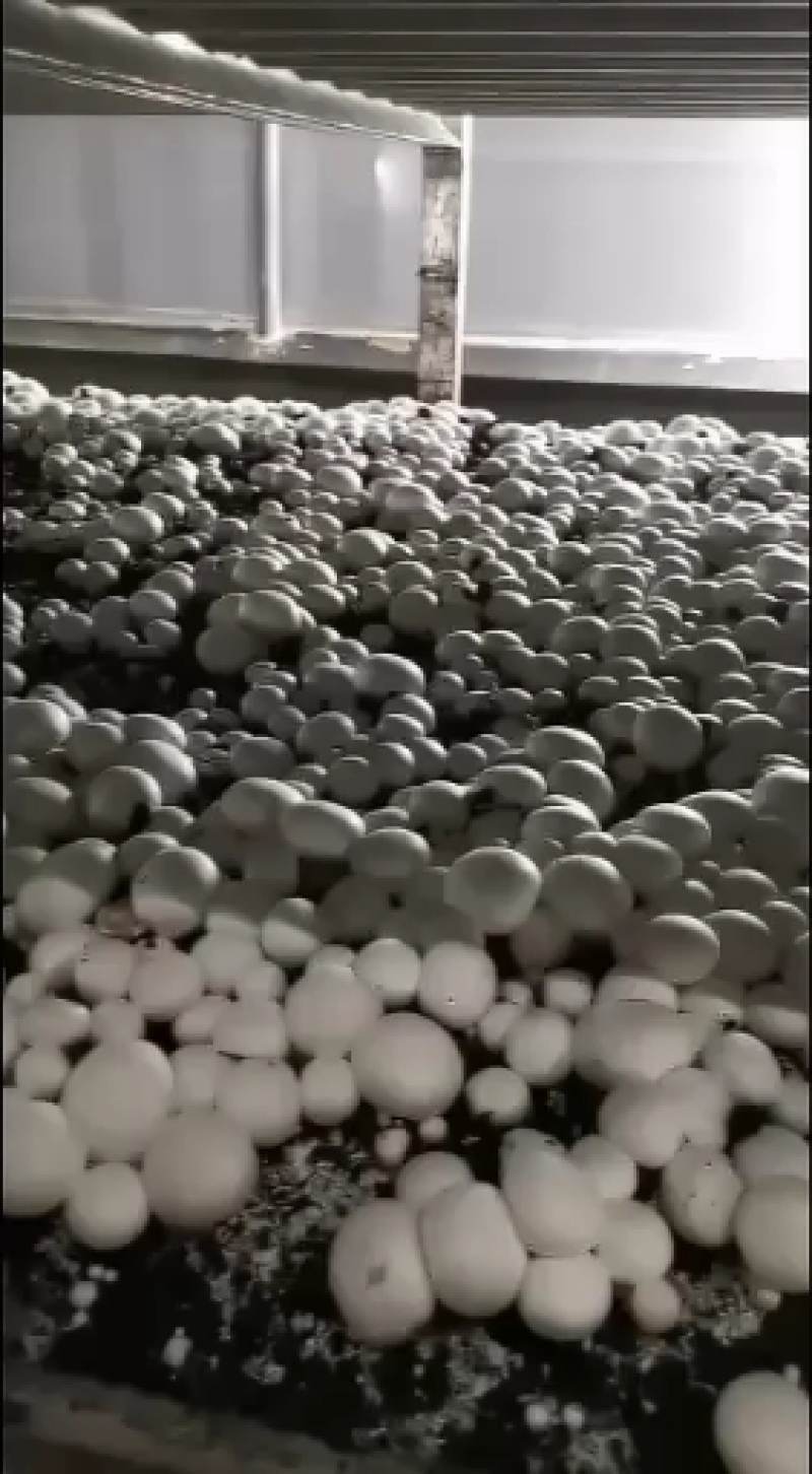 双孢菇货量足欢迎老板们采购
