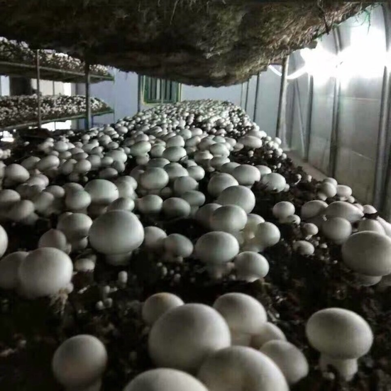 双孢菇货量足欢迎老板们采购