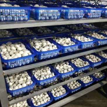 双孢菇货量足欢迎老板们采购