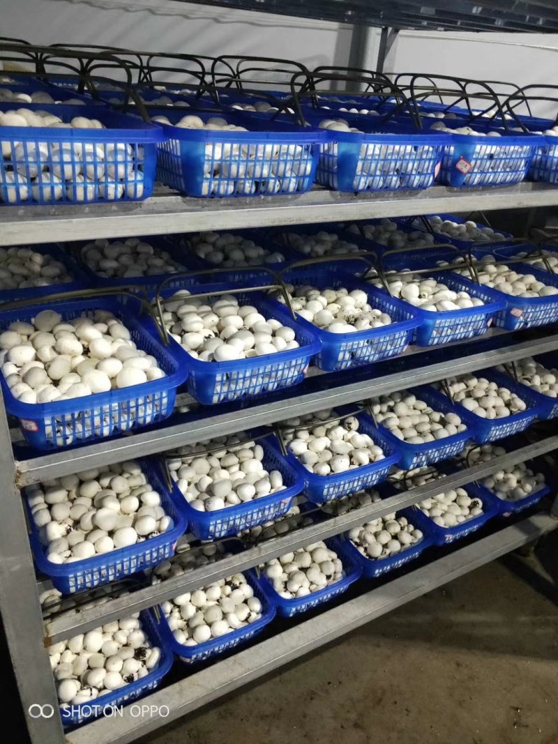 双孢菇货量足欢迎老板们采购