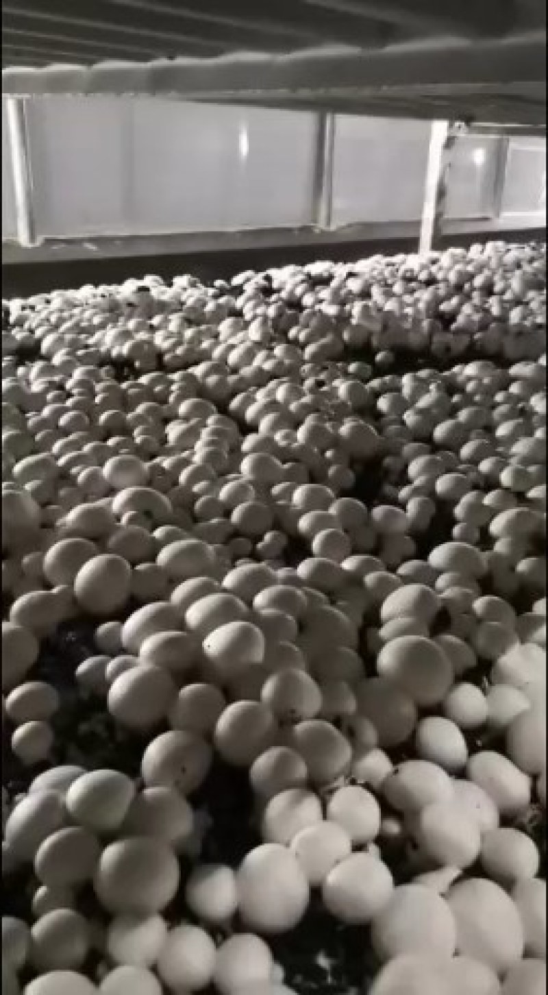 优质双孢菇发往一线城市商超市场量大优惠有量你就来