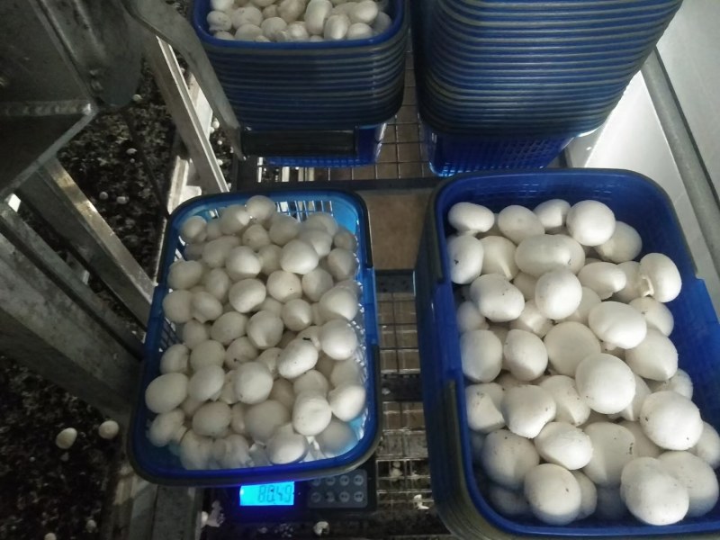 优质双孢菇发往一线城市商超市场量大优惠有量你就来