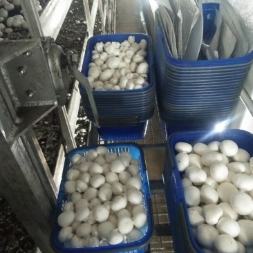 优质双孢菇发往一线城市商超市场量大优惠有量你就来