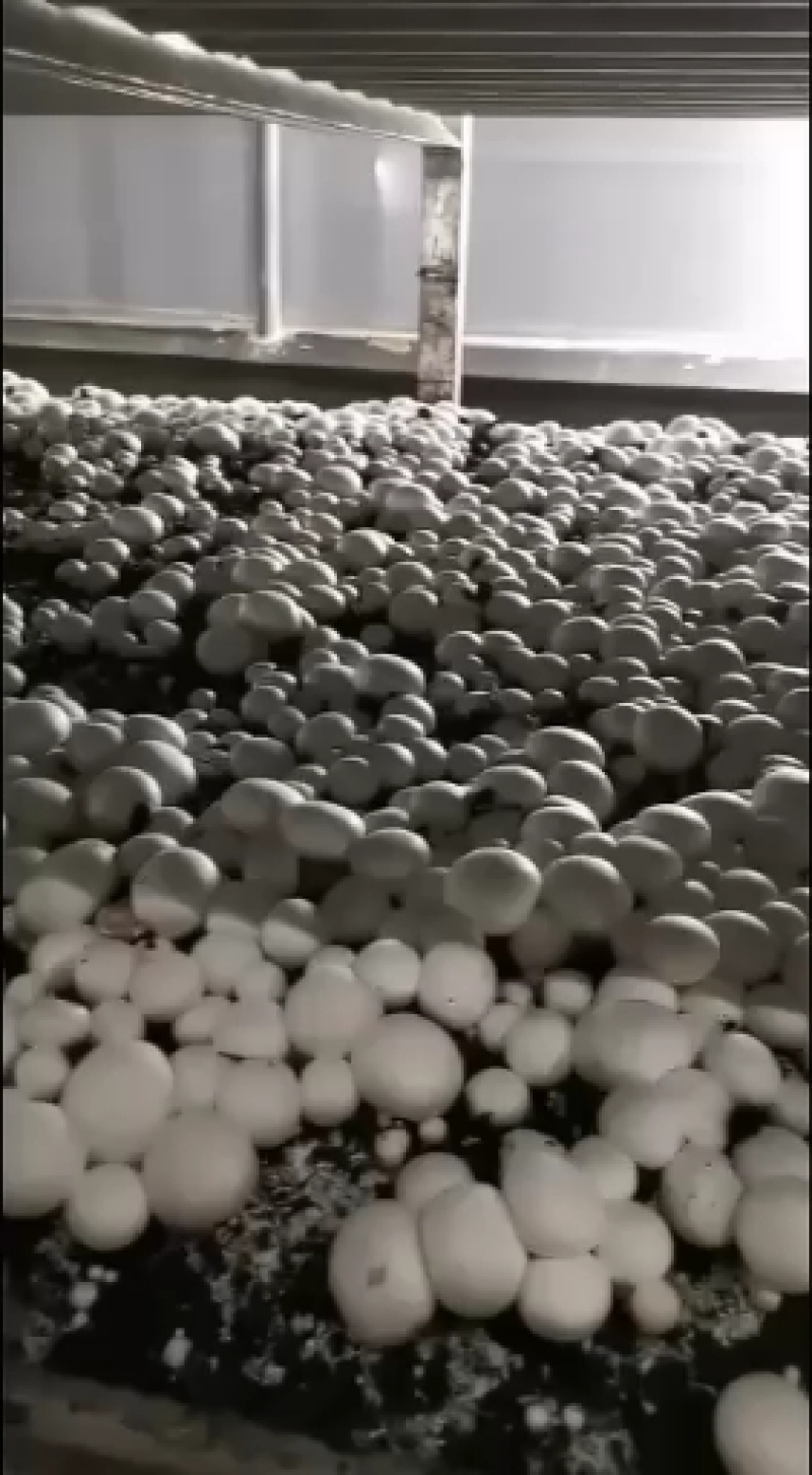 双孢菇星级酒店专供精品双孢菇量大优惠货量充足发货很快