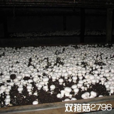 双孢菇星级酒店专供精品双孢菇量大优惠货量充足发货很快