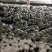 双孢菇星级酒店专供精品双孢菇量大优惠货量充足发货很快