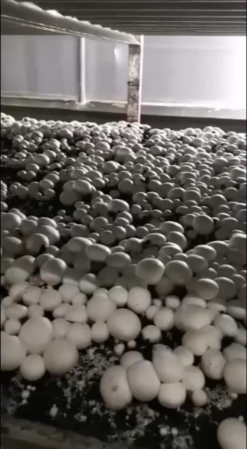 双孢菇星级酒店专供精品双孢菇量大优惠货量充足发货很快