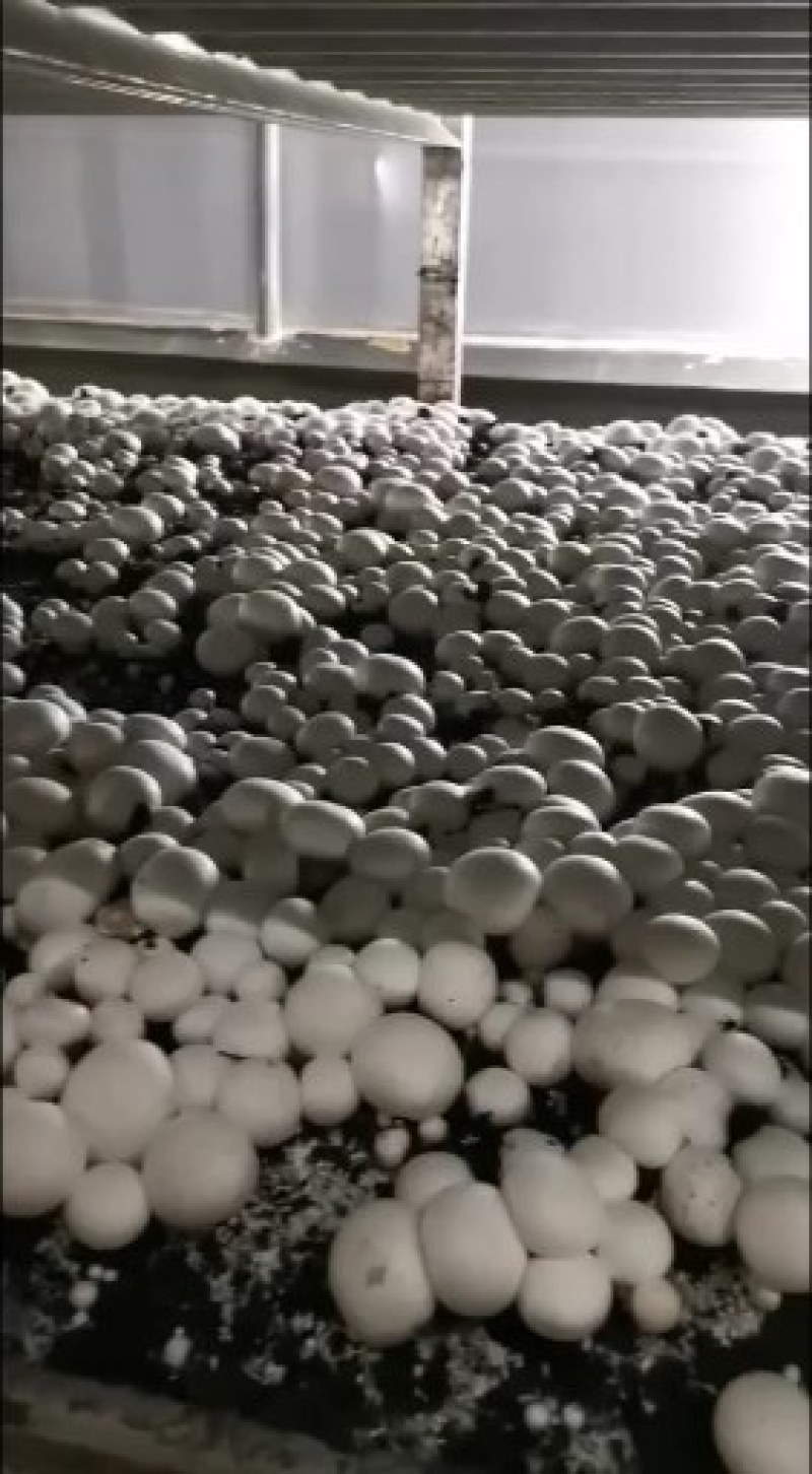 平菇丁丁菇圆菇双孢菇甘肃临泽种植基地产量大发货很快