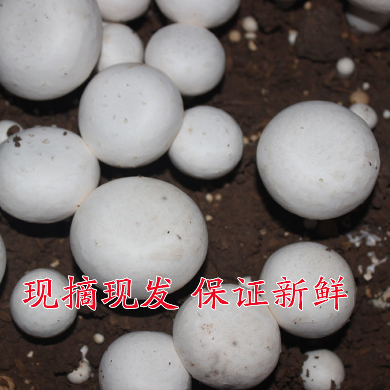 平菇丁丁菇圆菇双孢菇甘肃临泽种植基地产量大发货很快