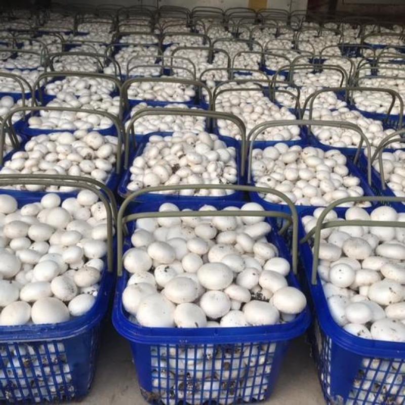 平菇丁丁菇圆菇双孢菇甘肃临泽种植基地产量大发货很快