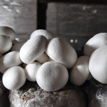 平菇丁丁菇圆菇双孢菇甘肃临泽种植基地产量大发货很快