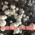 平菇丁丁菇圆菇双孢菇甘肃临泽种植基地产量大发货很快